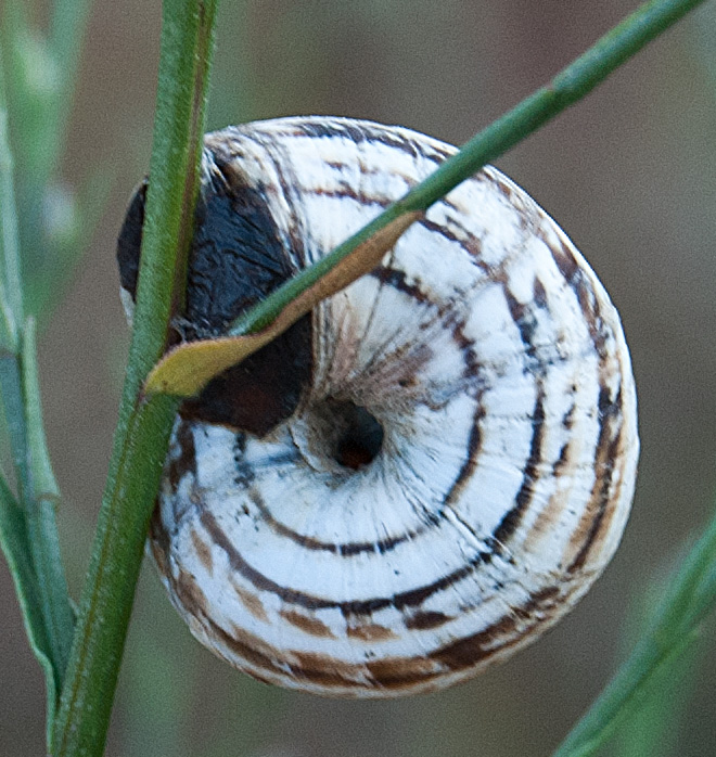 Terzo mollusco da determinare